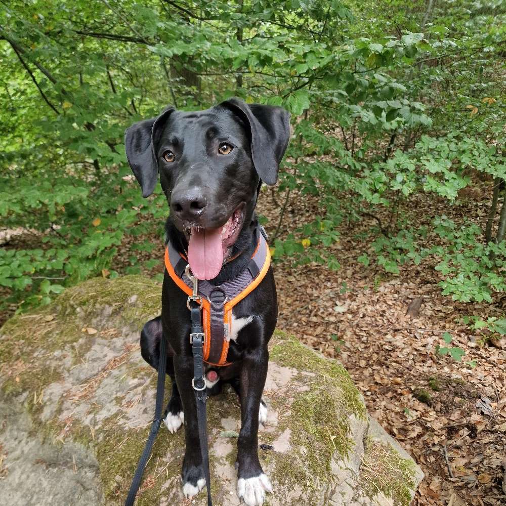 Hundetreffen-Spiel und Training-Profilbild