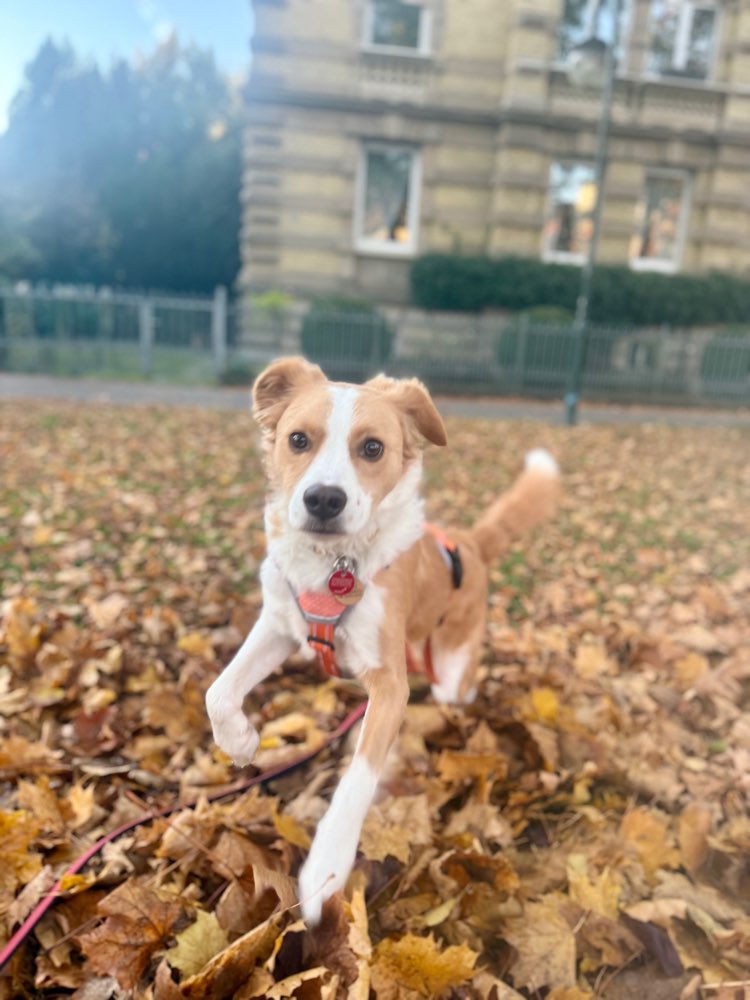 Hundetreffen-Spielkameraden gesucht-Profilbild