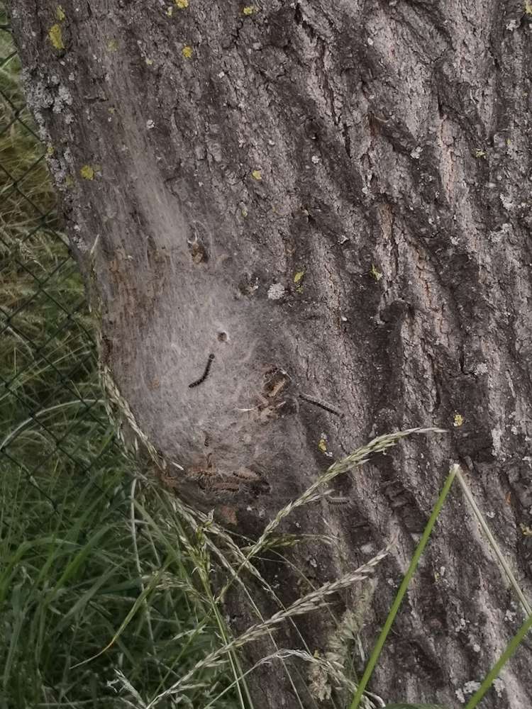 Giftköder-Eichenprozessionsspinner-Profilbild