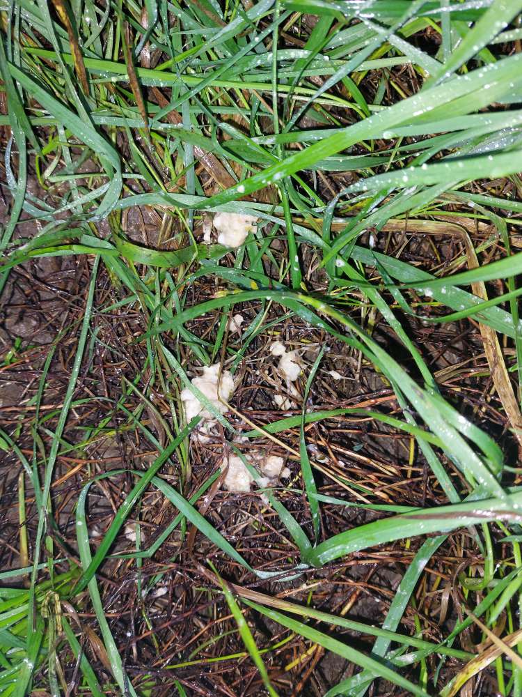 Giftköder-Ausgelegte Köder-Profilbild