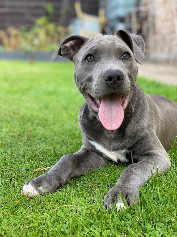 Hundetreffen-Welpen zum spielen und kennenlernen gesucht-Profilbild