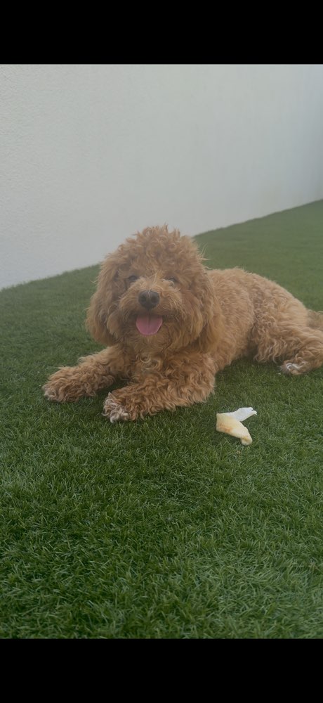 Hundetreffen-Moki sucht einen Freund :)-Profilbild
