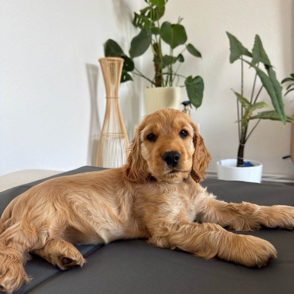 Hundetreffen-Spaziergang/ Spielrunde-Profilbild