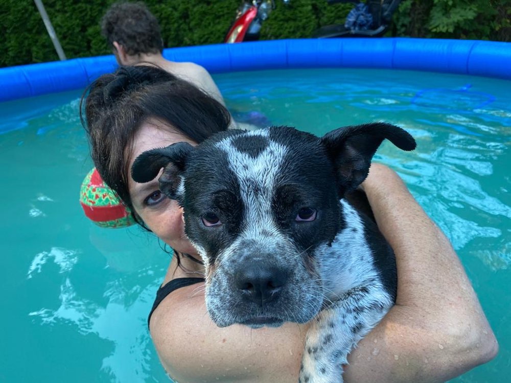 Hundetreffen-Einfach nur Hunde zusammen spielen lassen-Profilbild