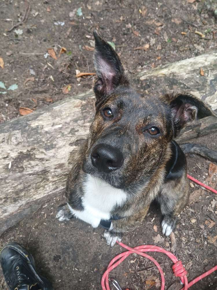 Hundetreffen-Freunde für Pubertier-Profilbild
