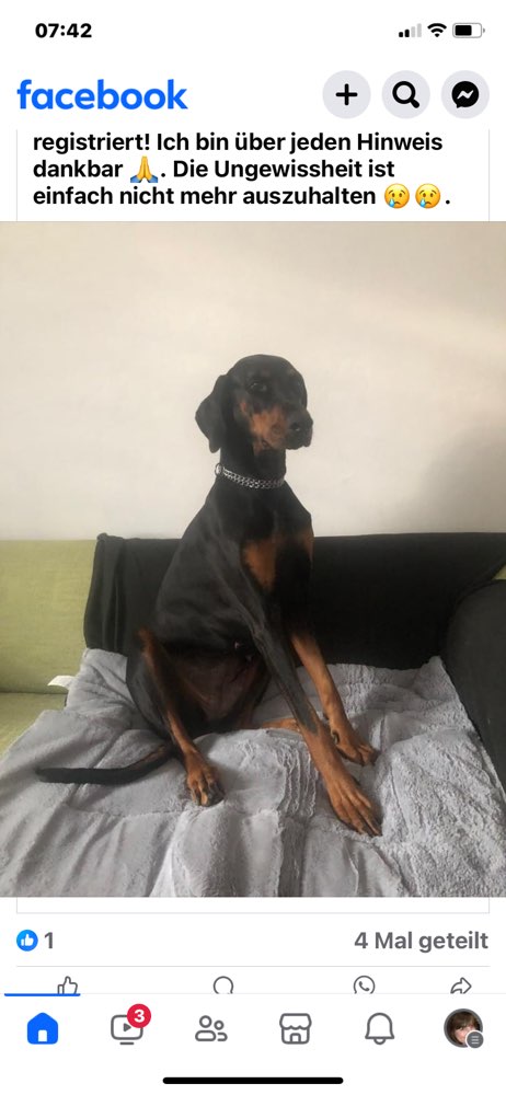 Suchmeldung-Dobermann Hündin vermisst-Profilbild