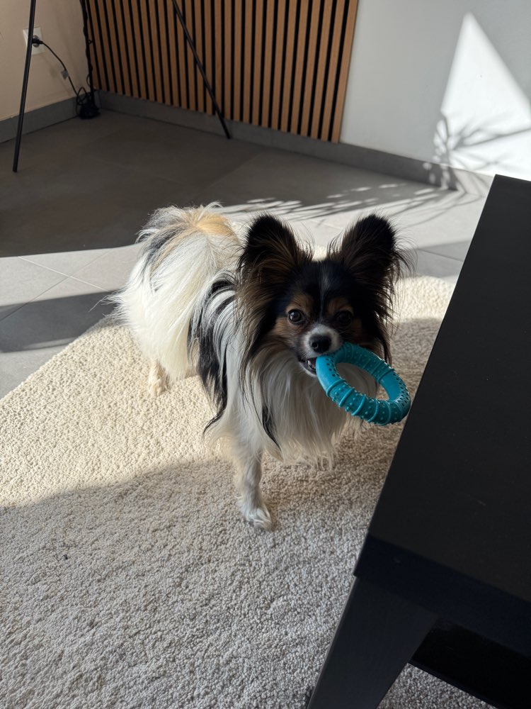 Hundetreffen-Suche kleinen Spielgefährten-Profilbild