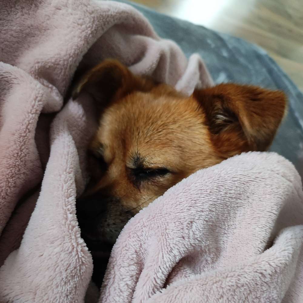 Hundetreffen-Regelmäßige Gassirunden-Profilbild