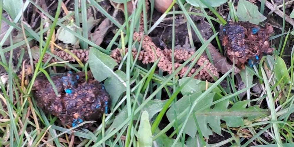 Giftköder-Giftköder mit Schneckenkorn/Rattengift-Profilbild