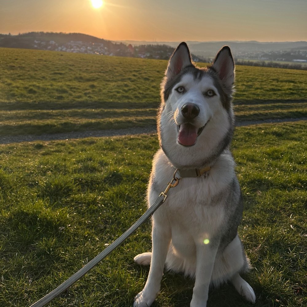 Hundetreffen-Gassi Treff-Profilbild