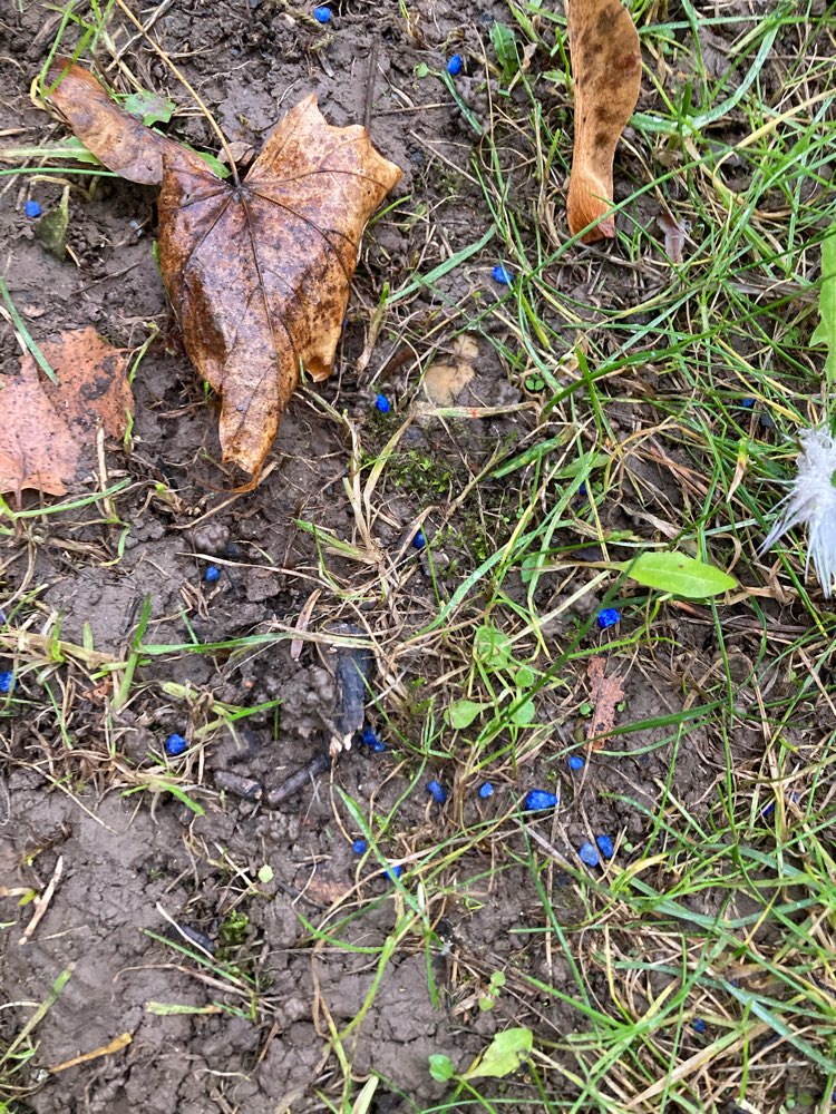 Giftköder-Vermutlich Blaukorn!!!-Profilbild