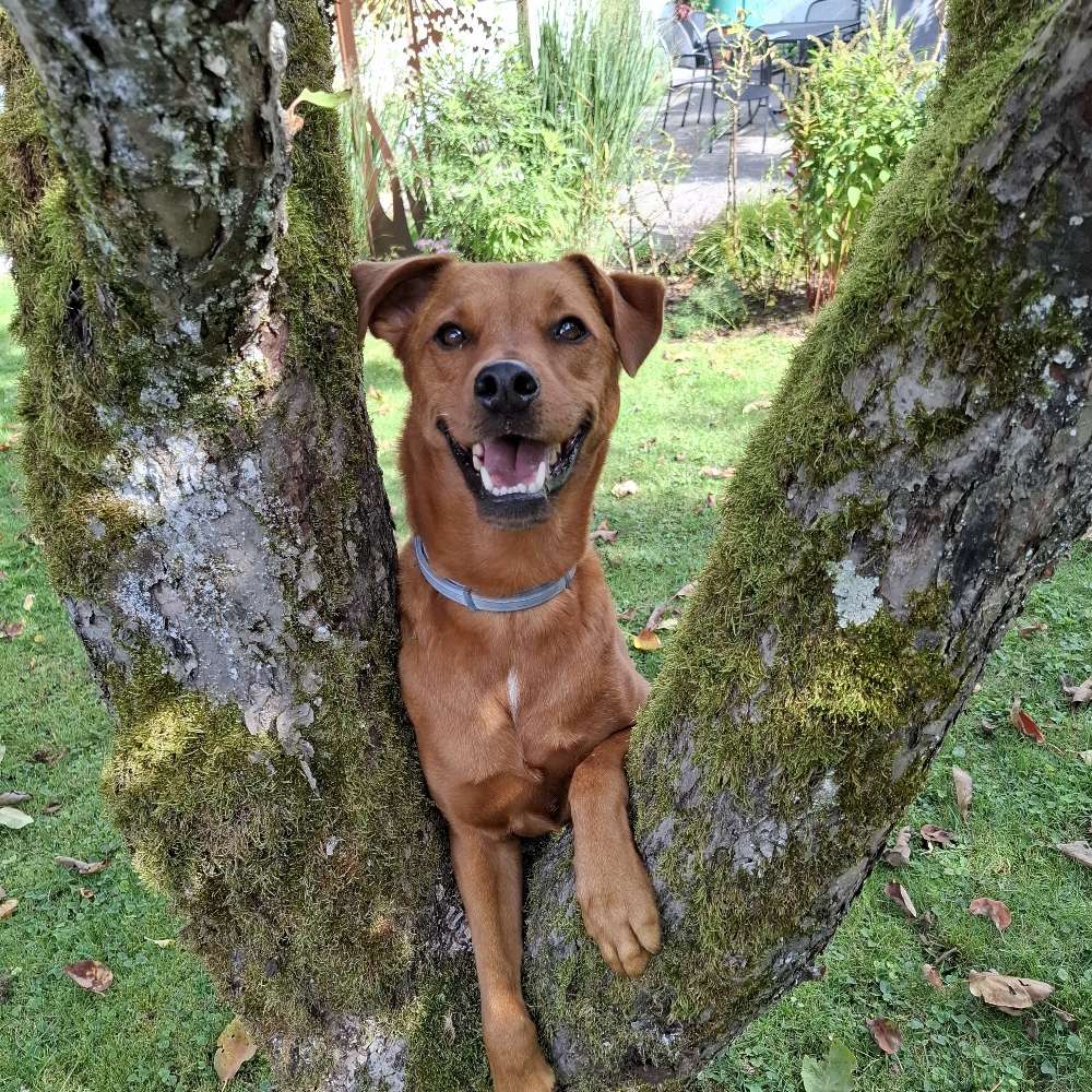 Hundetreffen-Regelmäßige Gassirunden-Profilbild