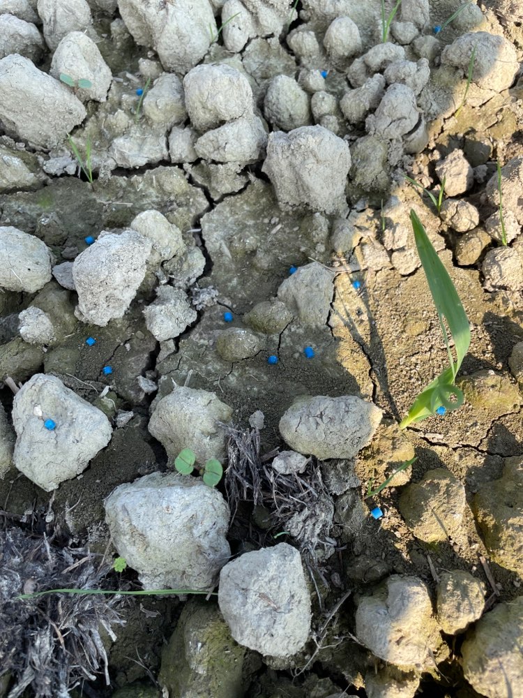 Giftköder-Schneckenkorn-Profilbild