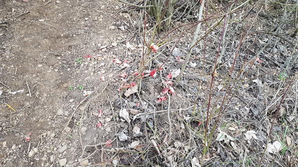 Giftköder-Fleischfetzen im Gebüsch-Profilbild