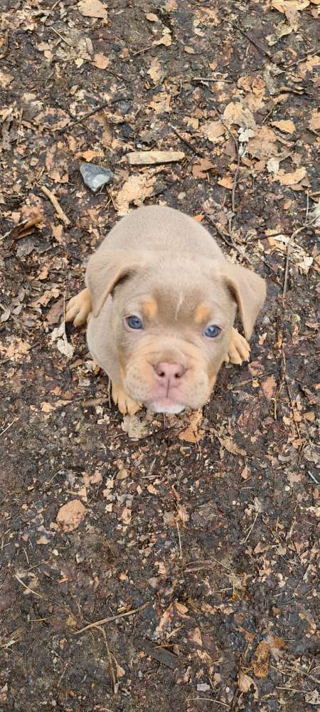 Hundetreffen-Sozialkontakte für unseren Welpen-Profilbild