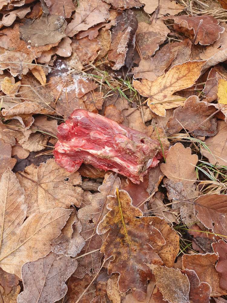 Giftköder-Frischfleisch gefunden Gift?-Profilbild