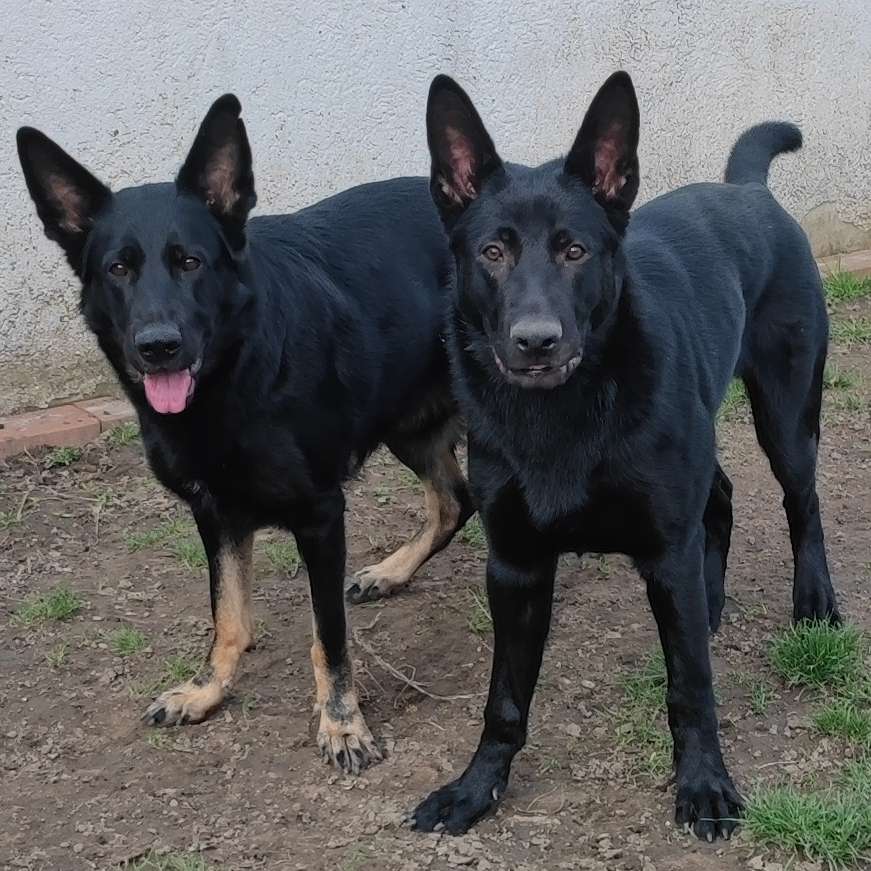 Hundetreffen-Spielrunde mit 2 süßen schwarzen Schäferhunden-Profilbild
