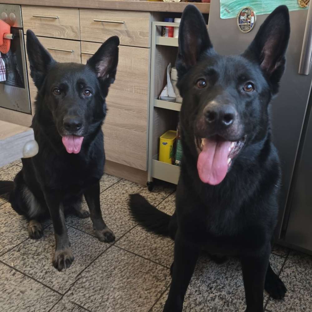 Hundetreffen-Spiel und Spaziergang in Boscheln-Profilbild