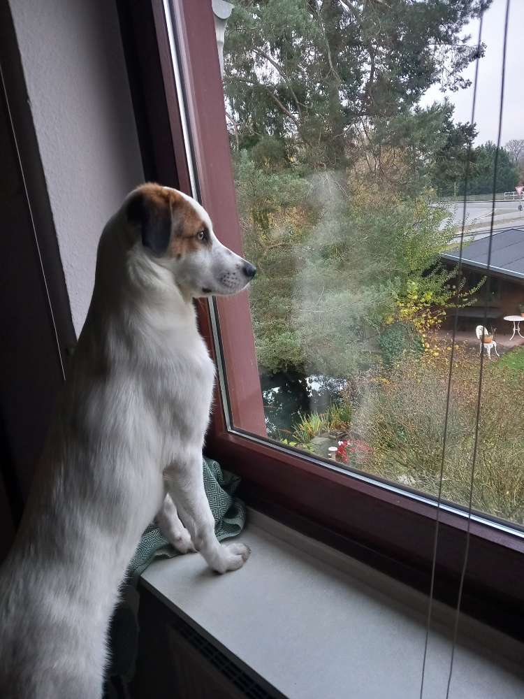 Hundetreffen-Gassirunde in Neuwied,  Block-Profilbild