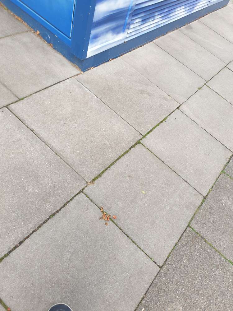 Giftköder-AUSGELETES LECKERLIE VORSICHT!-Profilbild