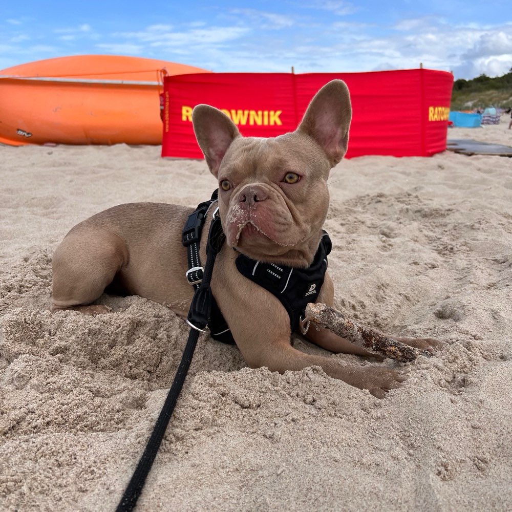 Hundetreffen-Social Walk & Hundekommunikation-Profilbild