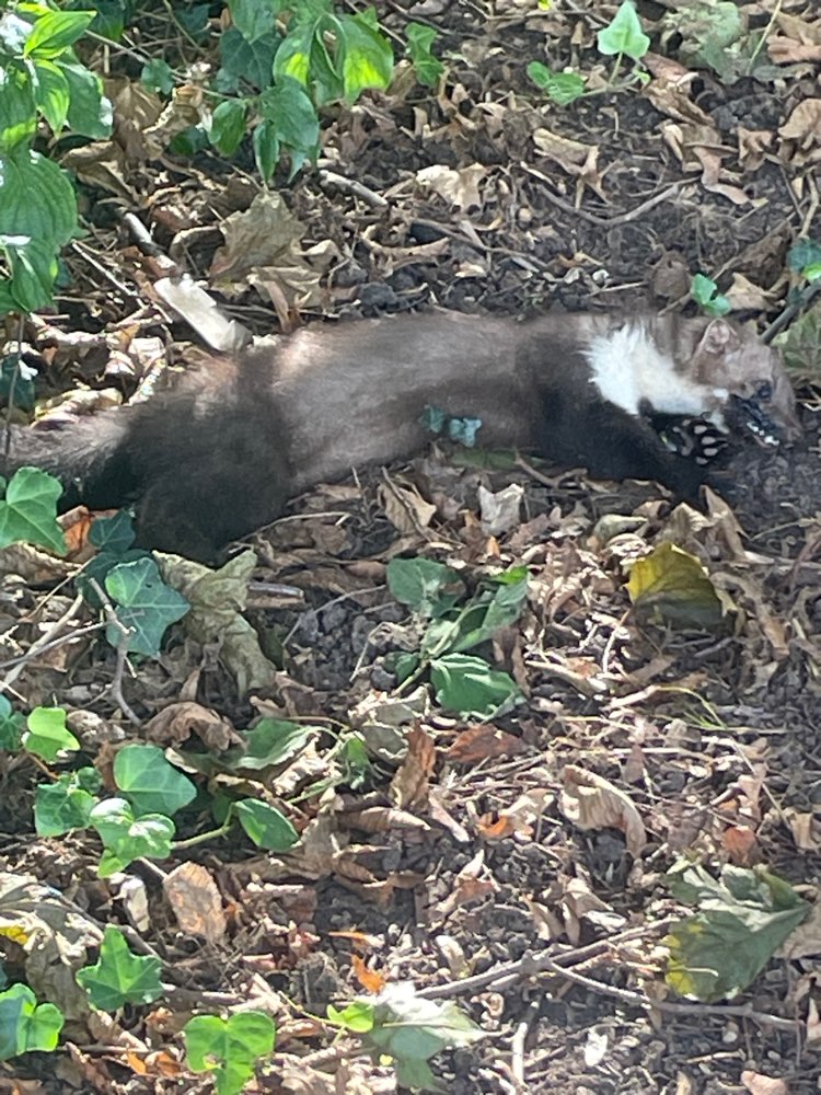 Giftköder-Toter Marder-Profilbild