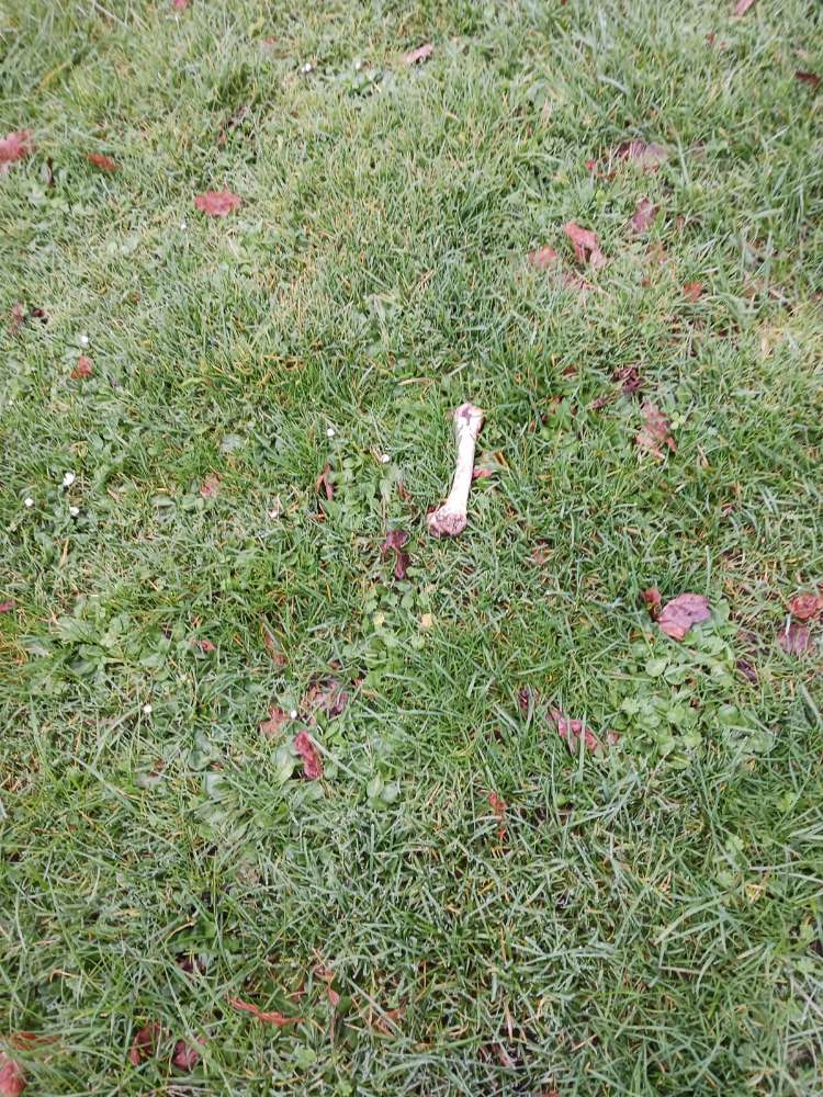 Giftköder-Knochen-Profilbild