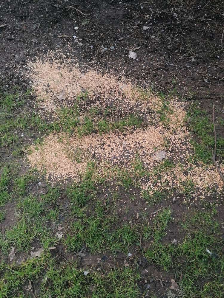 Giftköder-Irgendwas an Haferflocken Müesli-Profilbild