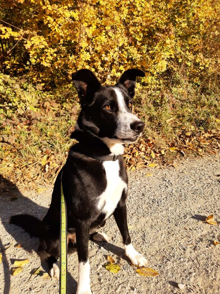 Hundetreffen-Ruhige Trainingspartner gesucht-Profilbild