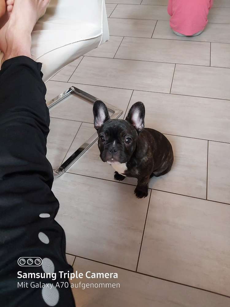 Hundetreffen-Wer hat Lust?💪-Profilbild