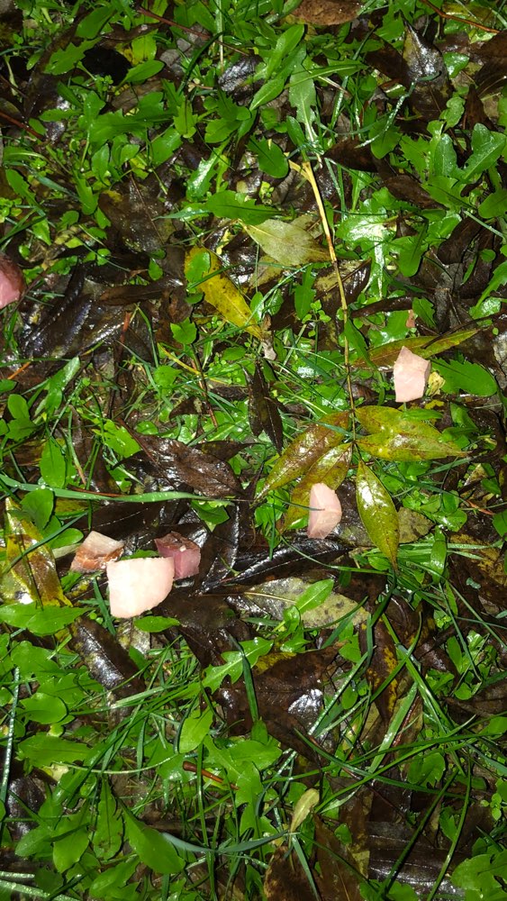 Giftköder-Ausgelegte Fleischstücke-Profilbild