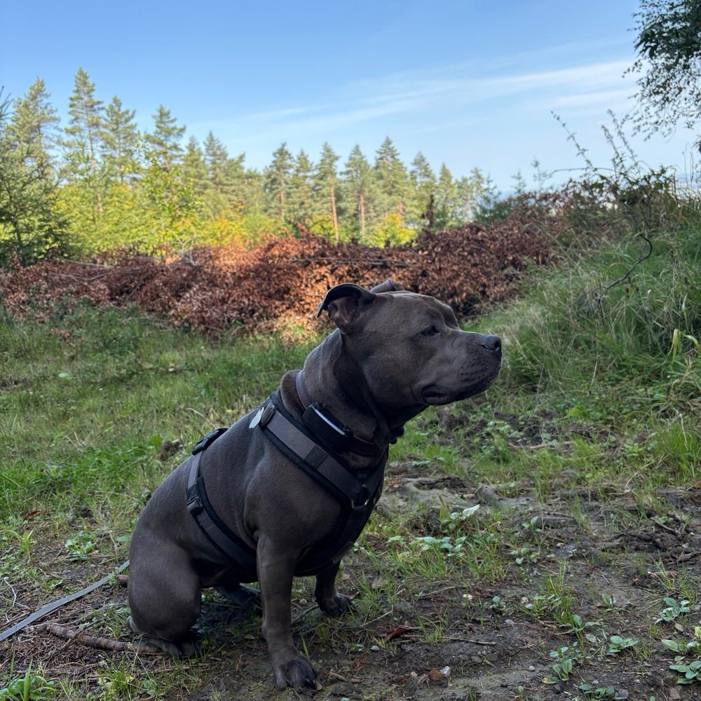 Hundetreffen-Spielen,Spazieren aber auch Üben-Profilbild