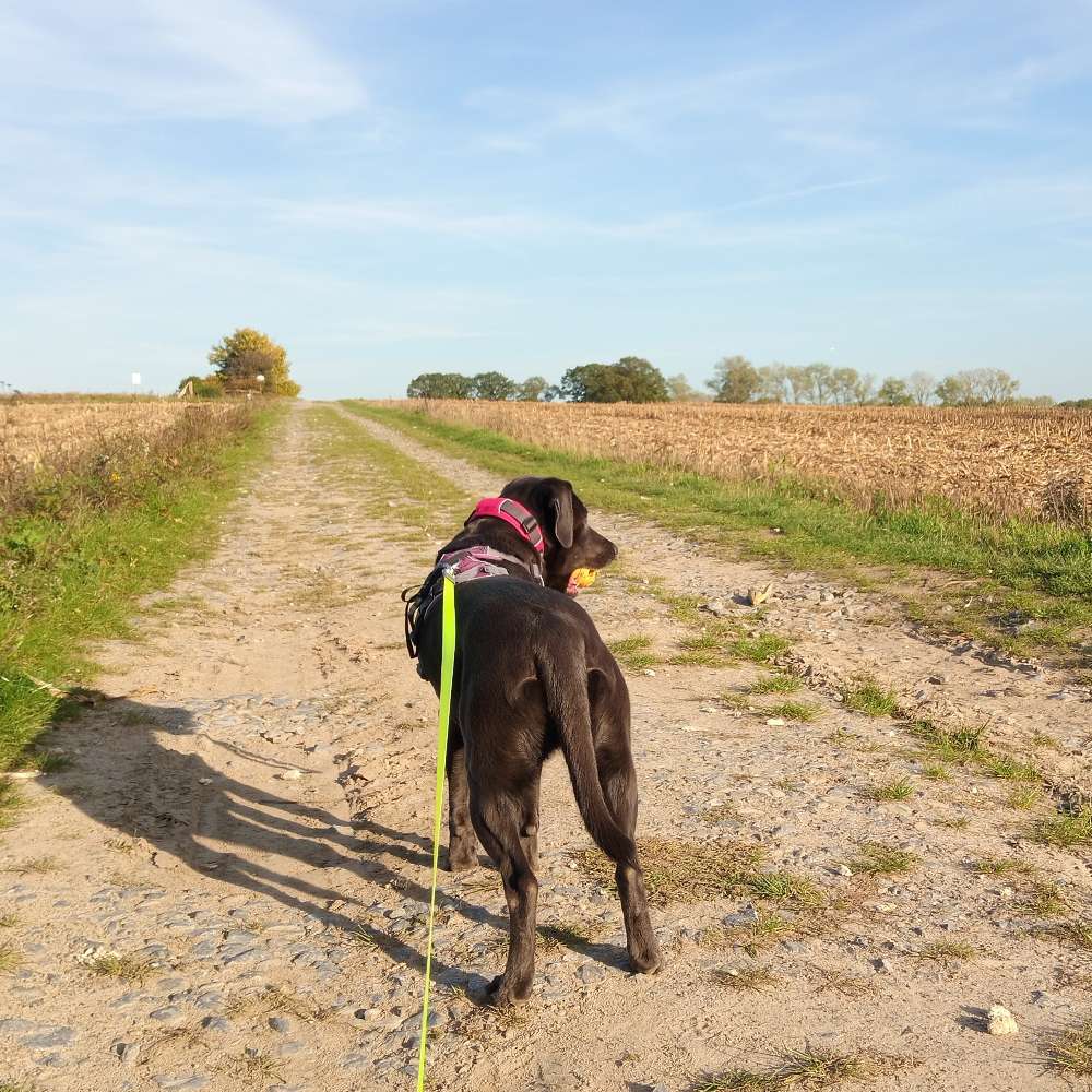 Hundetreffen-Social Walk, gemeinsamer Spaziergang an der Leine-Profilbild