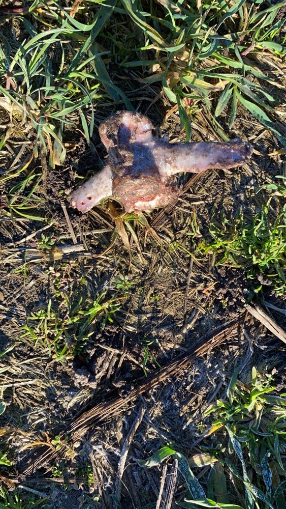 Giftköder-eventuell Giftköder-Profilbild