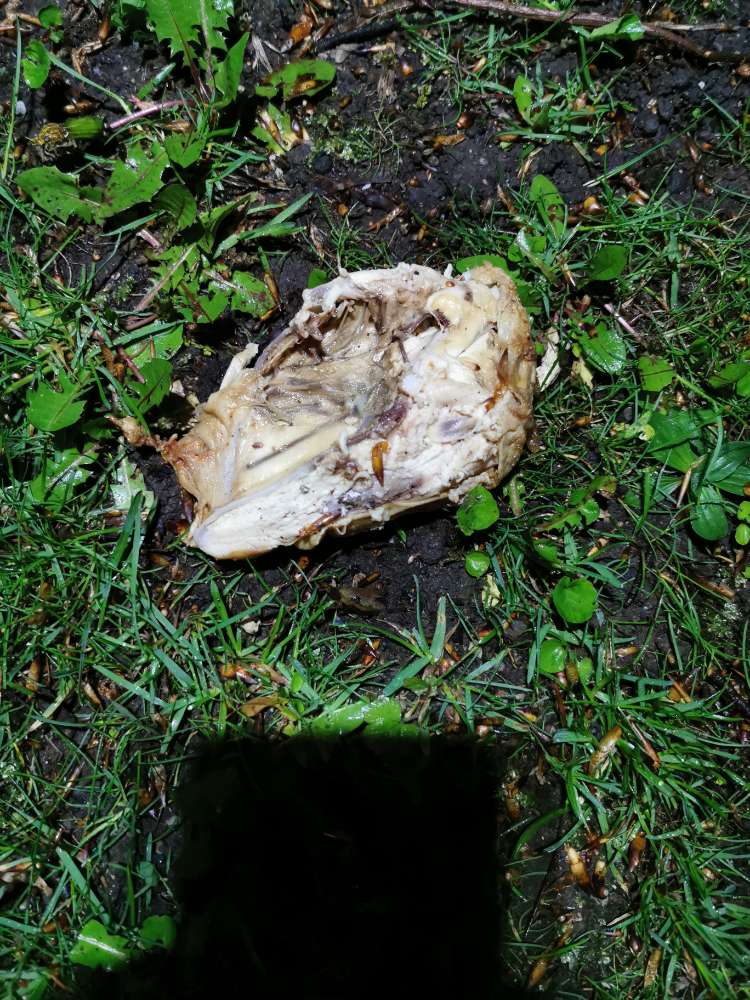 Giftköder-Knochen mit Fleisch-Profilbild