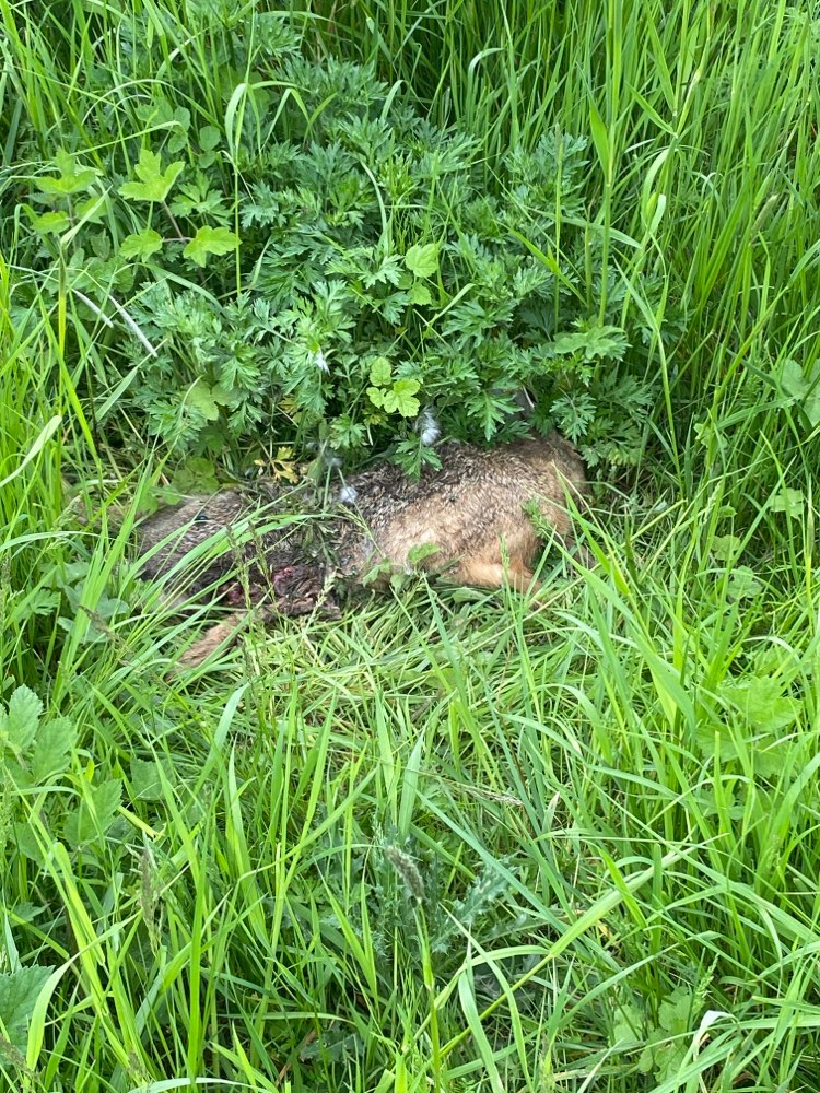 Giftköder-Toter Feldhase-Profilbild