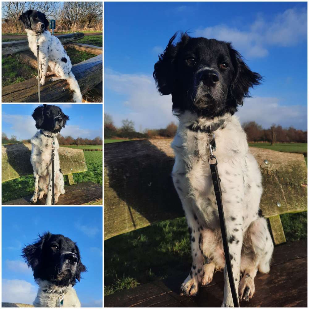 Hundetreffen-Spielfreunde gesucht-Profilbild