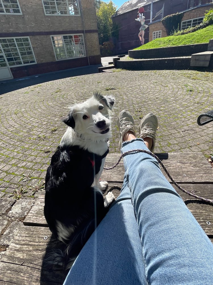 Hundetreffen-Spielen und Training-Profilbild