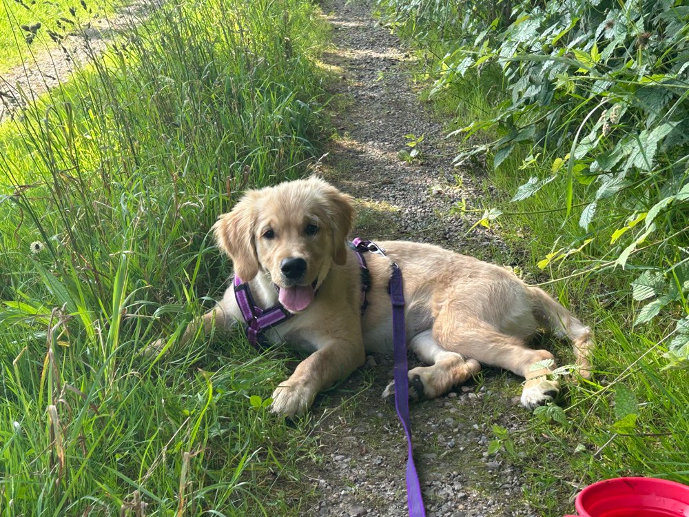 Hundetreffen-Hundekontakte für Training, Spielen, Spaziergänge-Profilbild