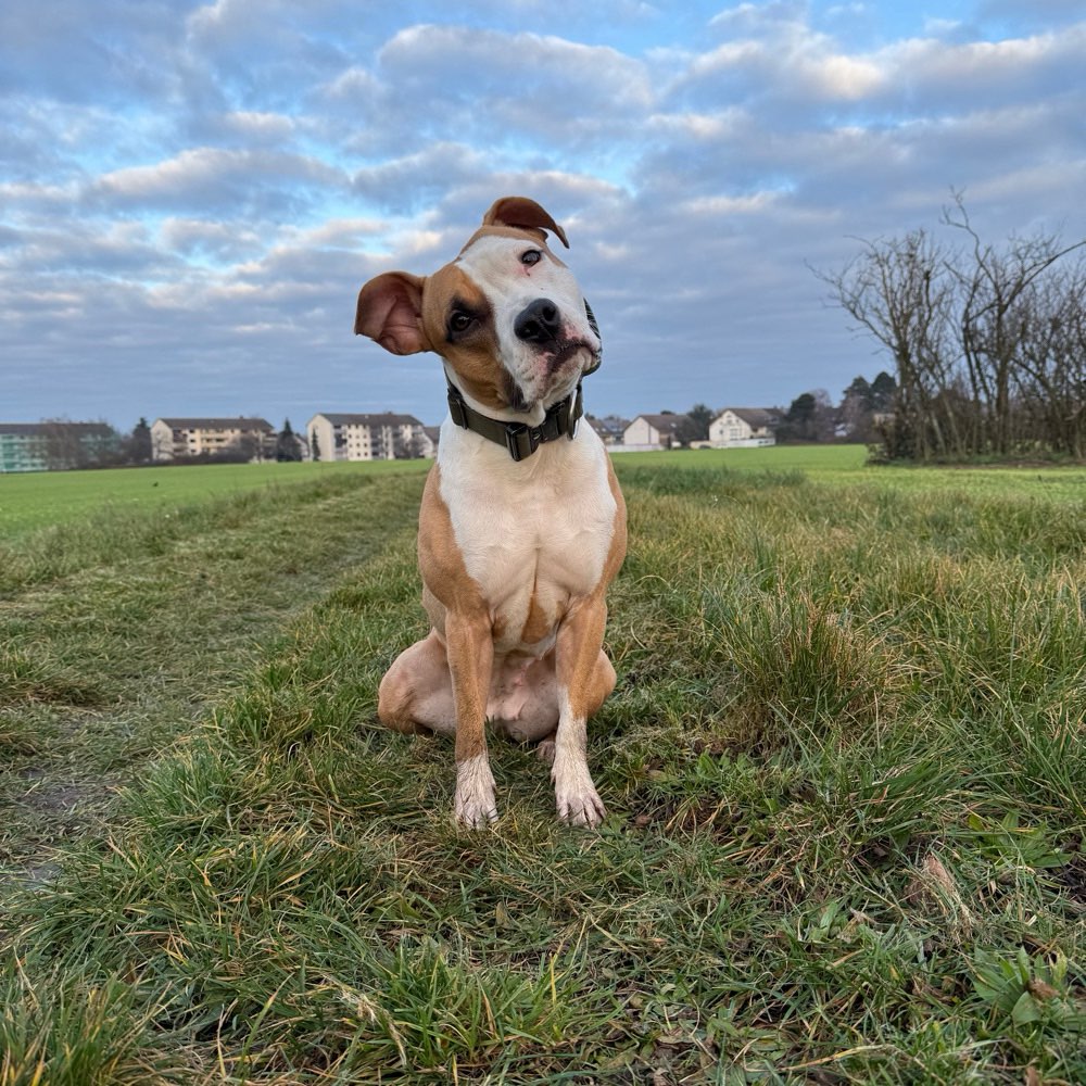 Hundetreffen-Gassirunde / Spielrunde-Profilbild