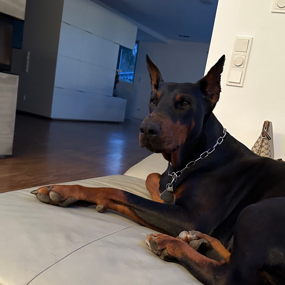 Hundetreffen-Hundefreunde gesucht-Profilbild