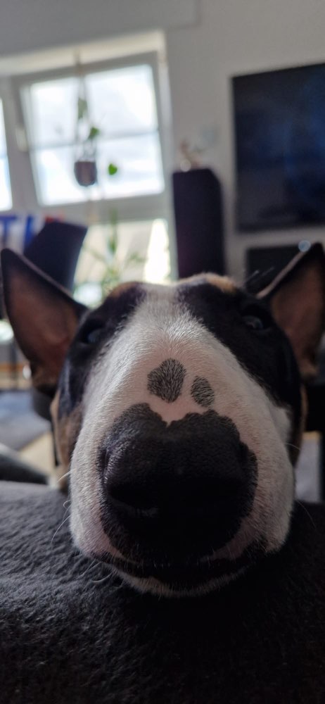 Hundetreffen-Sozial Walk und gerne zum spielen wenn die Chemie stimmt-Profilbild