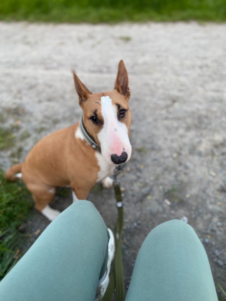 Hundetreffen-Hunde Begegnungen trainieren-Profilbild