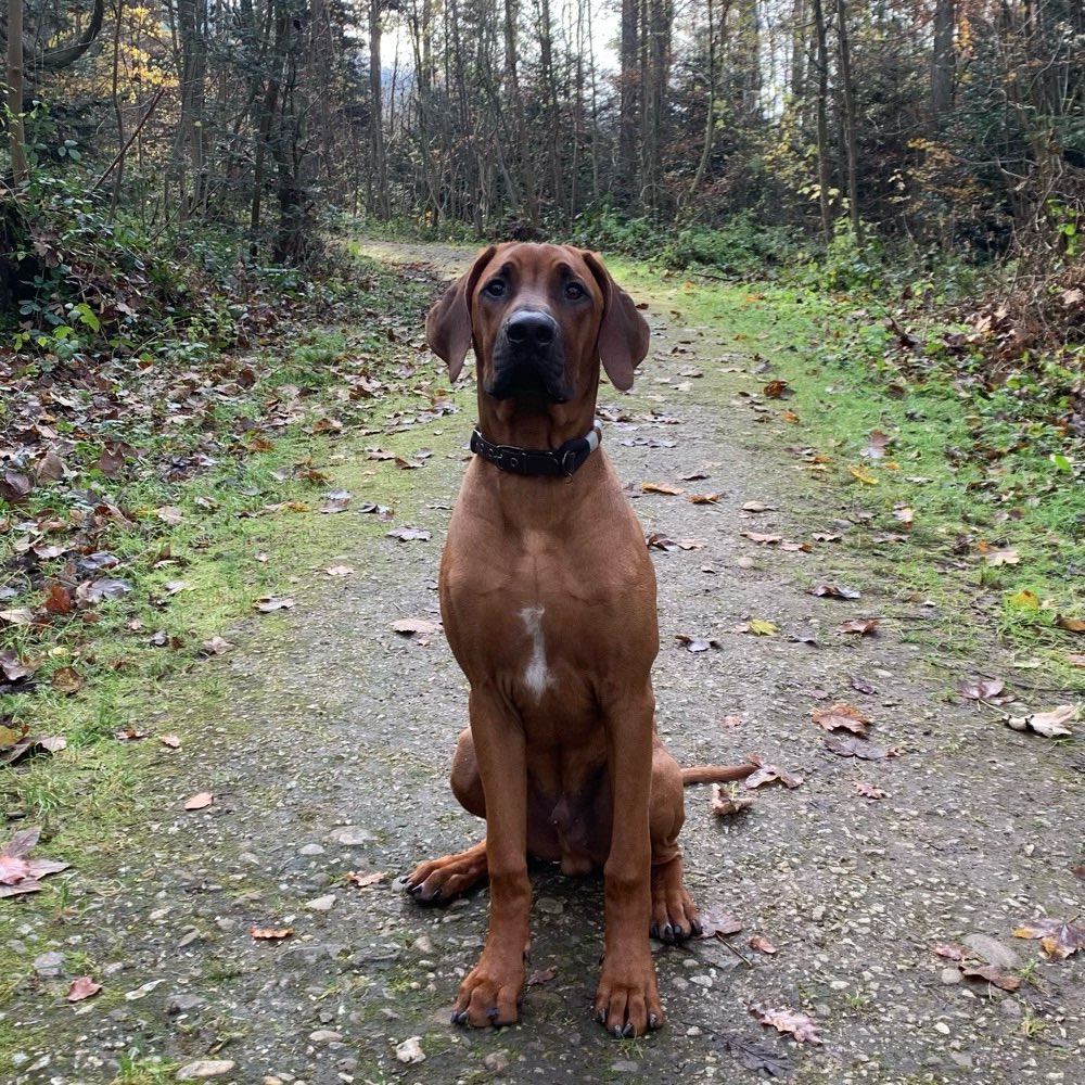 Hundetreffen-Trainingsspaziergang mit Spielen-Profilbild