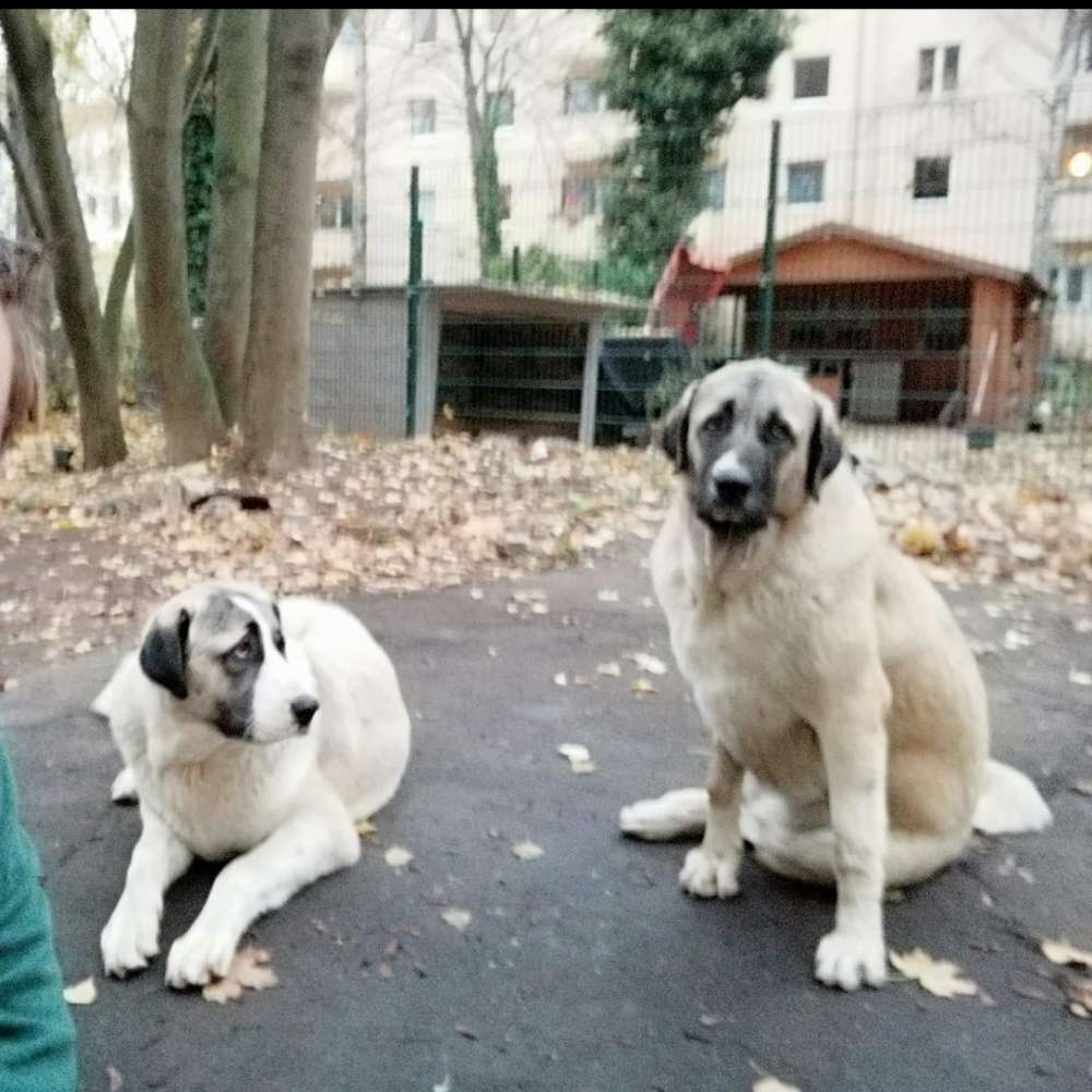 Hundetreffen-Kennenlernen und Spielen-Profilbild