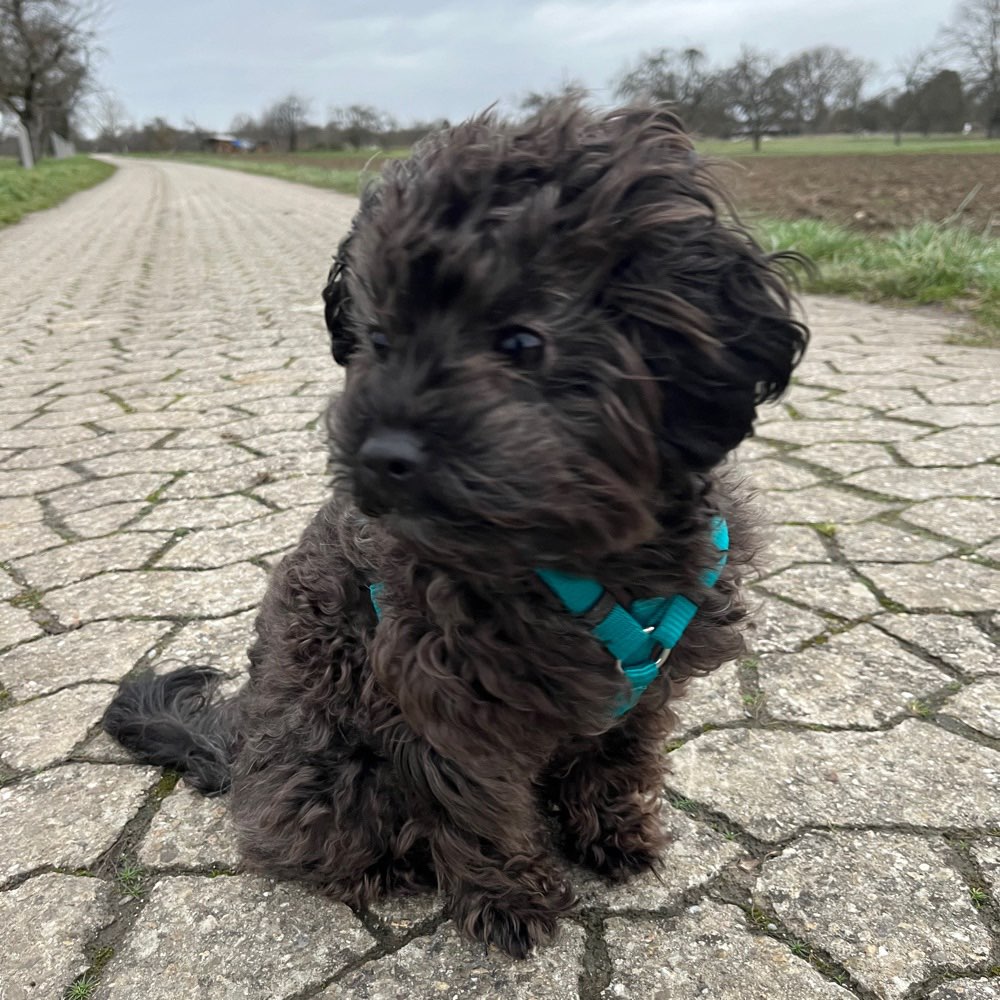 Hundetreffen-Gassi und Spieltreff für kleine Hunde-Profilbild