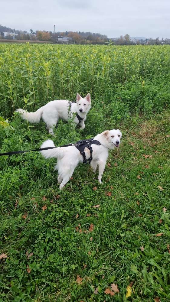Hundetreffen-Kontaktloses Spazieren an der Leine mit evtl. Spielen-Profilbild