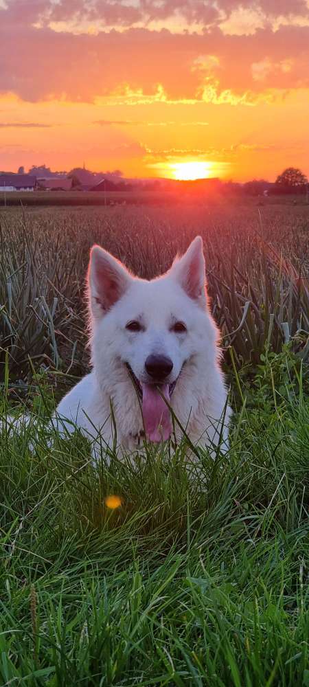 Hundetreffen-Gassirunde-Profilbild