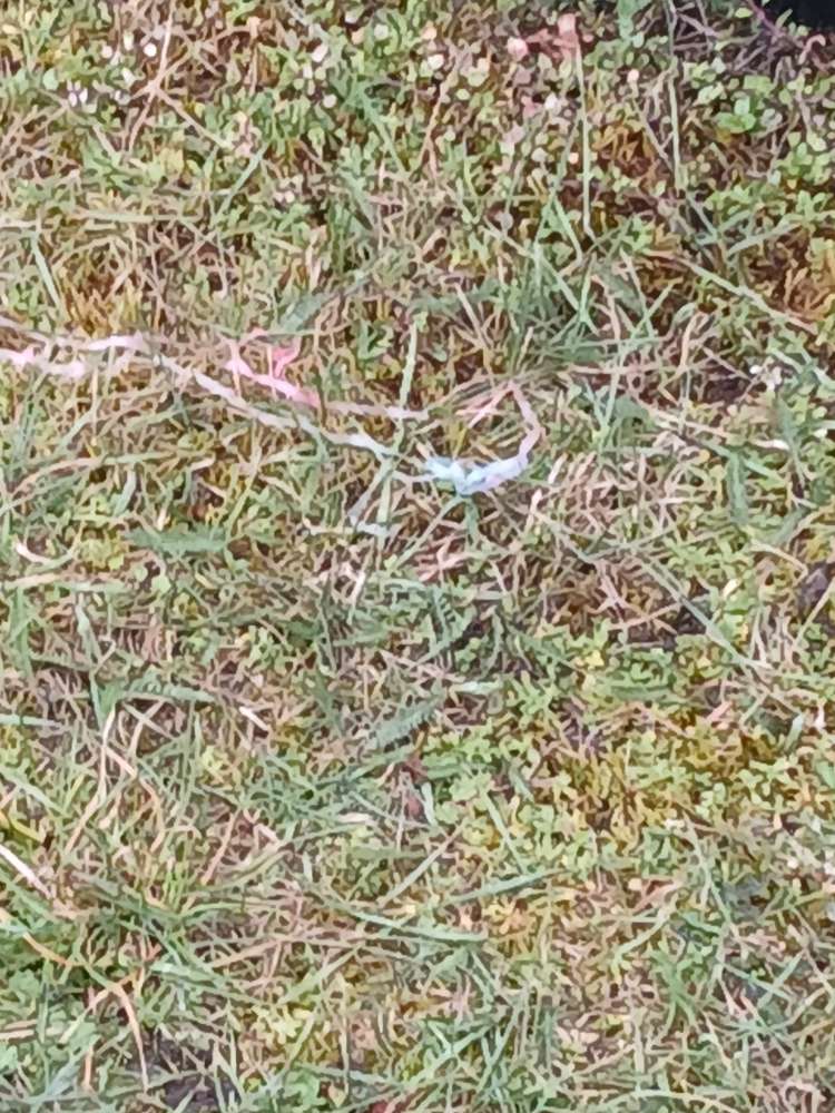 Giftköder-Giftköder-Profilbild